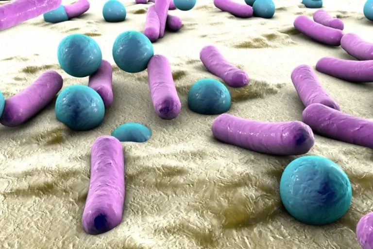 What Is Bacillus Cereus and How Does It Affect Your Health?