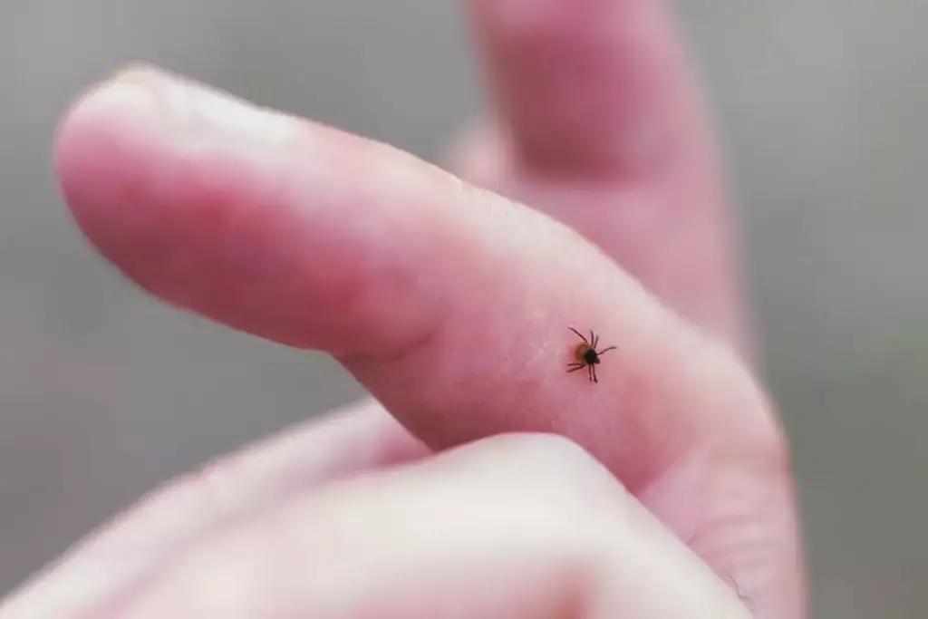 image 3287 LIV Hospital