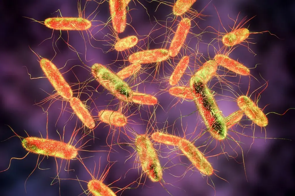 What's the Difference Between E Coli and Salmonella Symptoms?