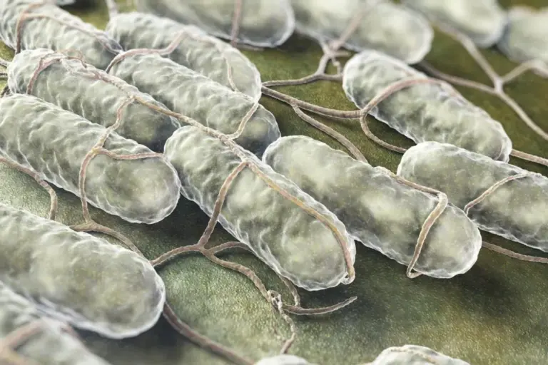 How Can You Get Salmonella From Food and Vegetables?