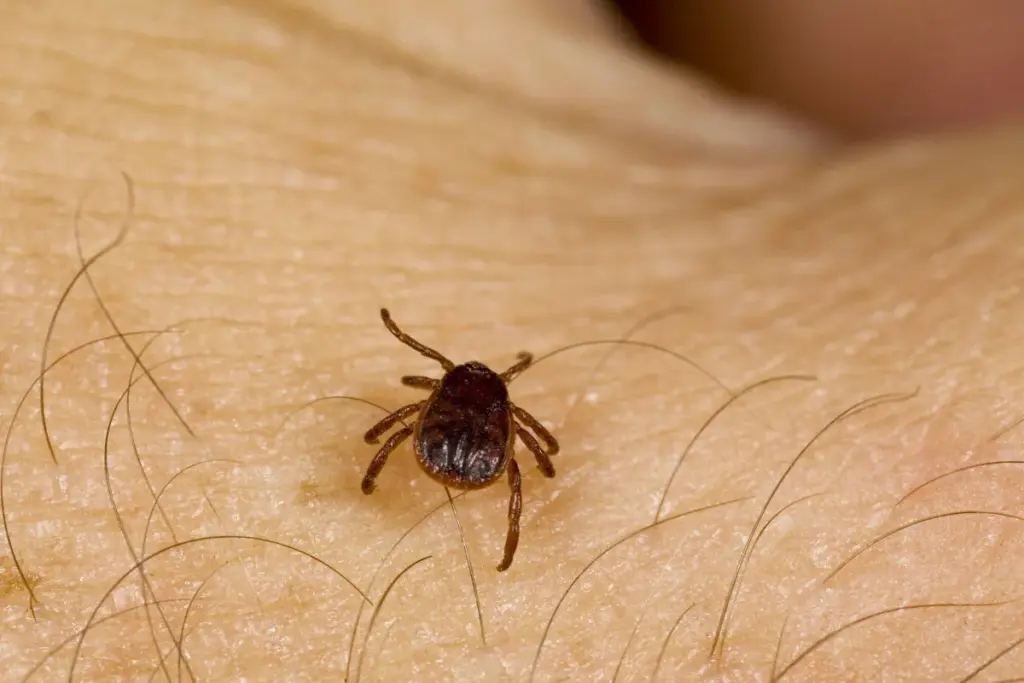 How Is Lyme Disease Spread and Is It Contagious Between People? 1 How Is Lyme Disease Spread and Is It Contagious Between People?
