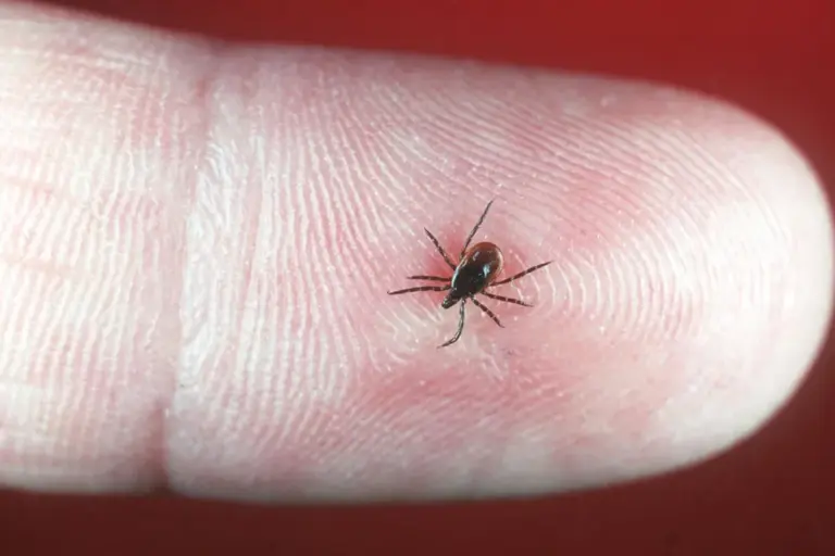 Can Lyme Disease Cause Stomach Problems and Nausea?