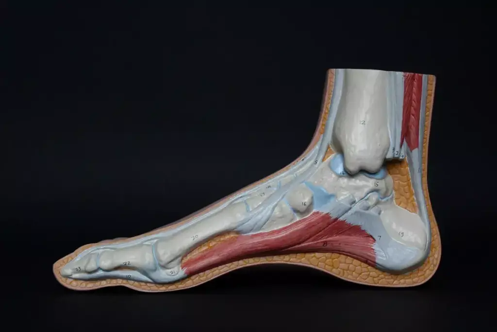 How to Treat a Calcaneofibular Ligament Tear 2 image 4279 LIV Hospital
