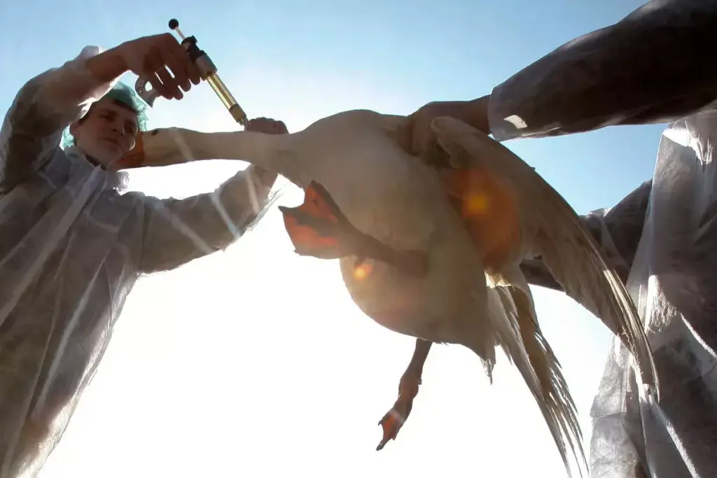 How to Prevent Bird Flu: Essential Protection Steps