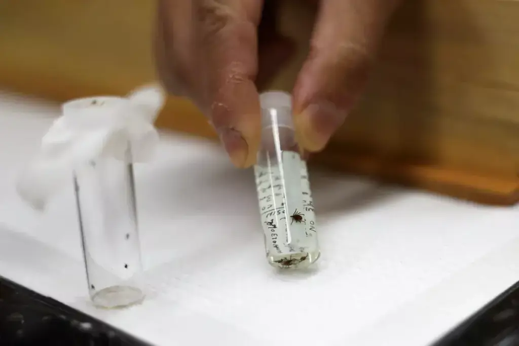 How to Treat Lyme Spirochetes: A Complete Guide 3 How to Treat Lyme Spirochetes: A Complete Guide