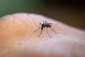 Can Mosquitoes Carry and Transmit Lyme Disease?