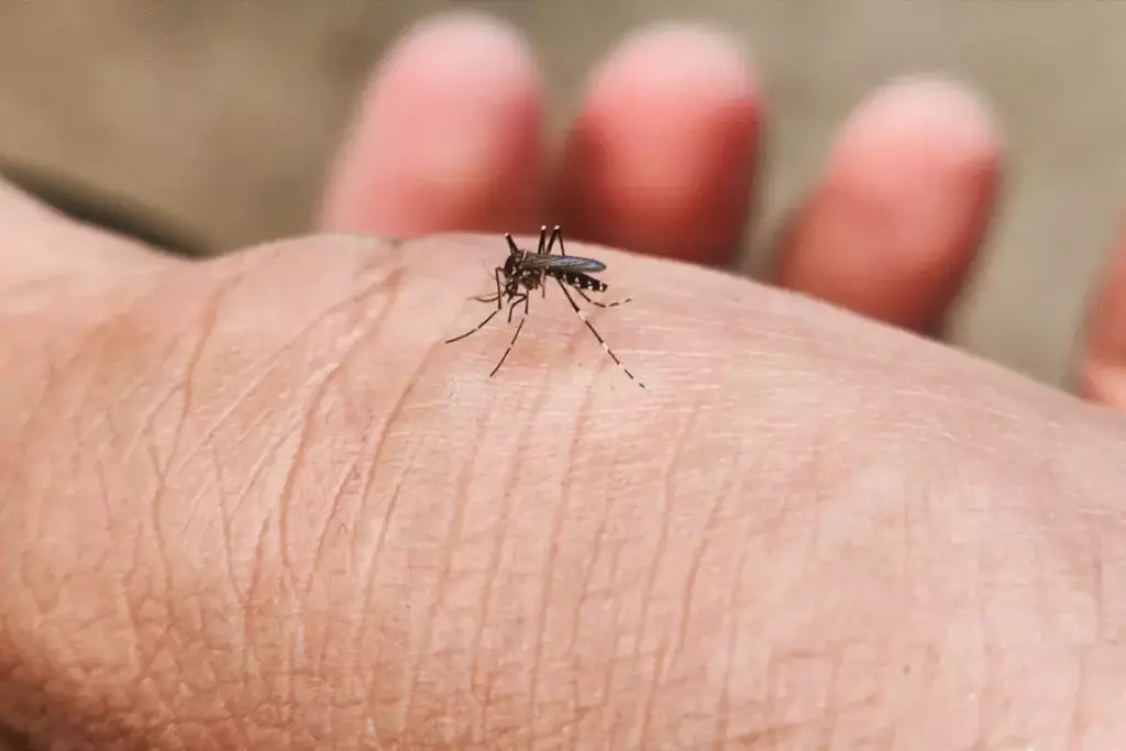 Can Mosquitoes Carry and Transmit Lyme Disease?