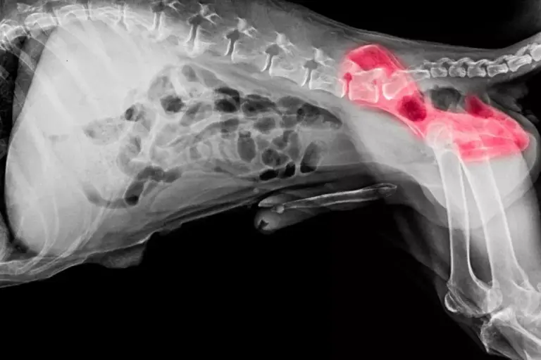 How to Treat a Ruptured CCL in Dogs