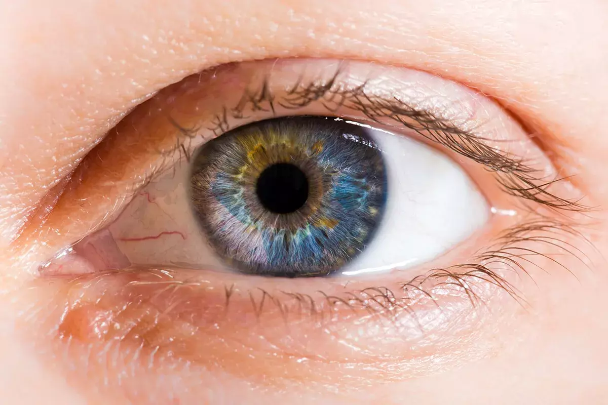 7 Parts of Eye Anatomy: Complete Guide to Eye Structure