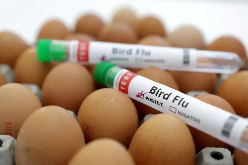 How to Prevent Bird Flu: Essential Protection Steps
