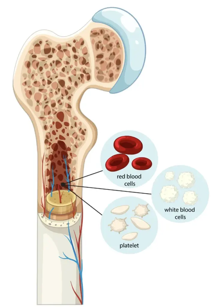 Hematology: Amazing Scary Fatigue Disorders