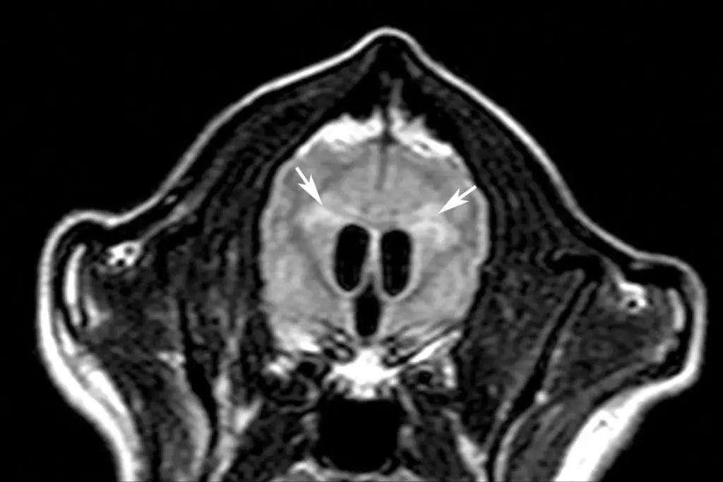 image 2 833 LIV Hospital