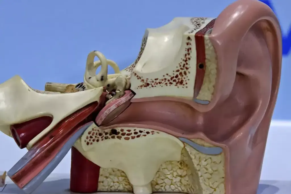 How to Clear Blocked Eustachian Tubes: Quick Relief 3 How to Clear Blocked Eustachian Tubes: Quick Relief