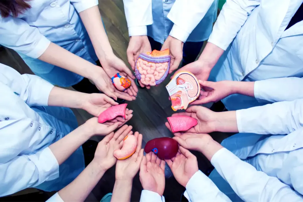 How To Organs: Best Guide To Essential Ranking