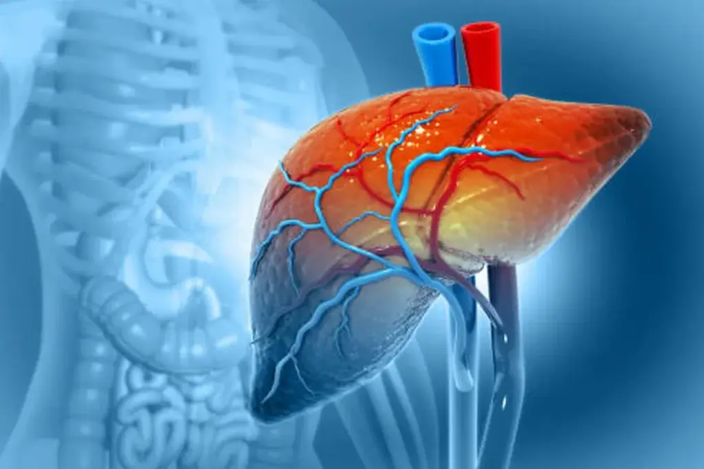 Understanding Bile and the Biliary System