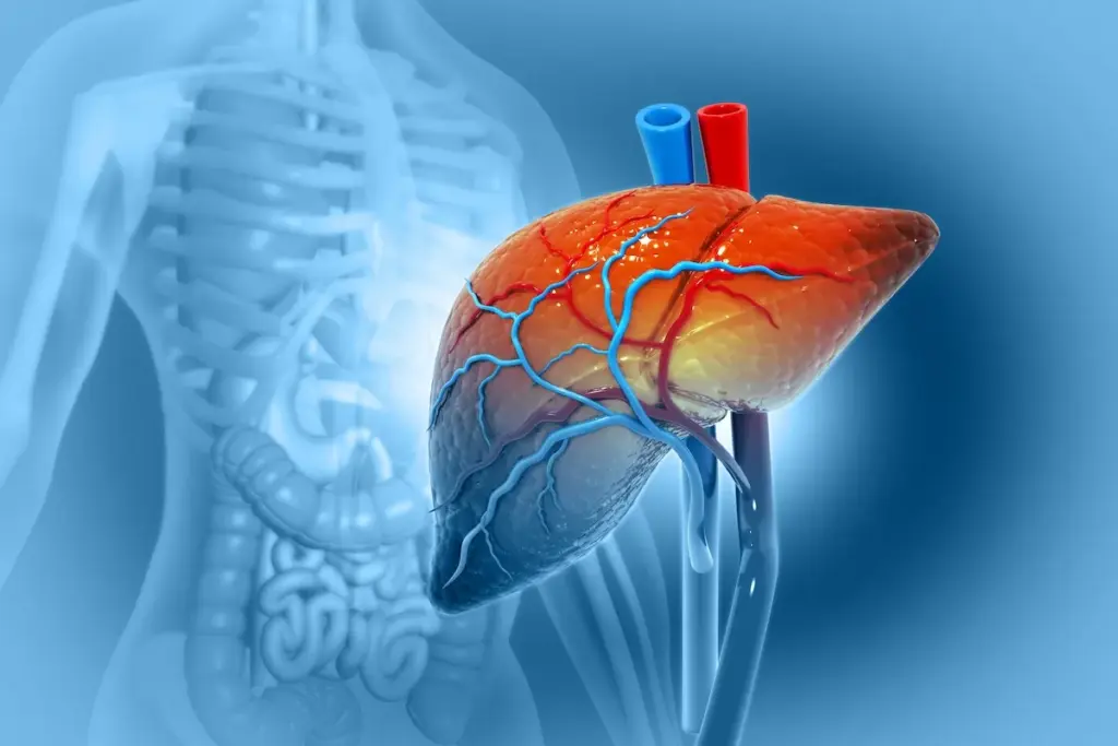 Understanding the Hepatobiliary System