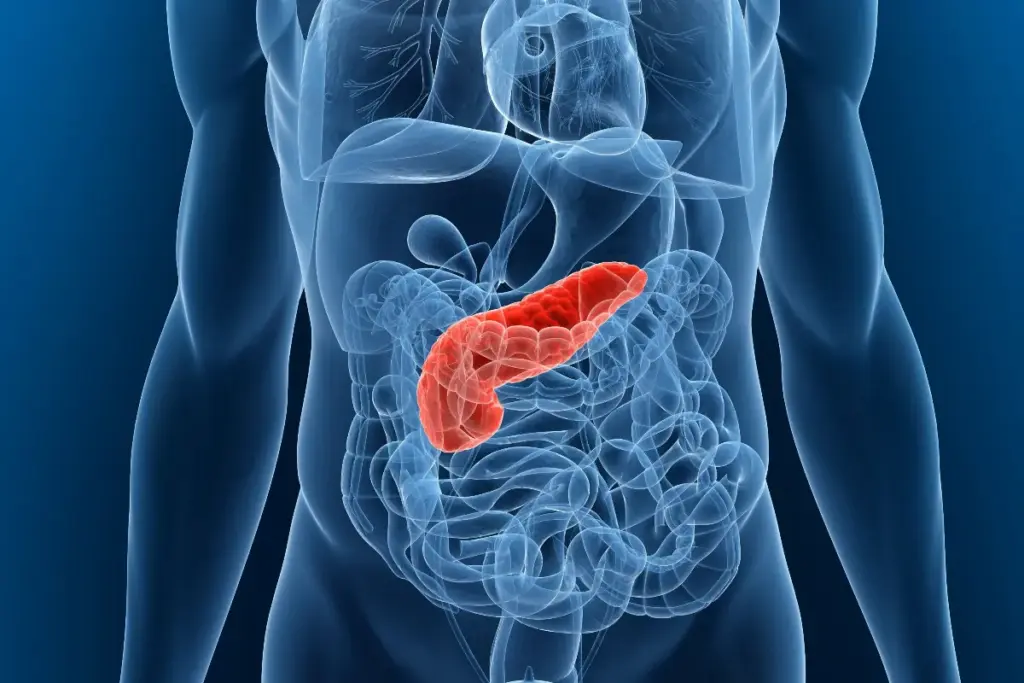 Understanding the Pancreas: Function and Importance