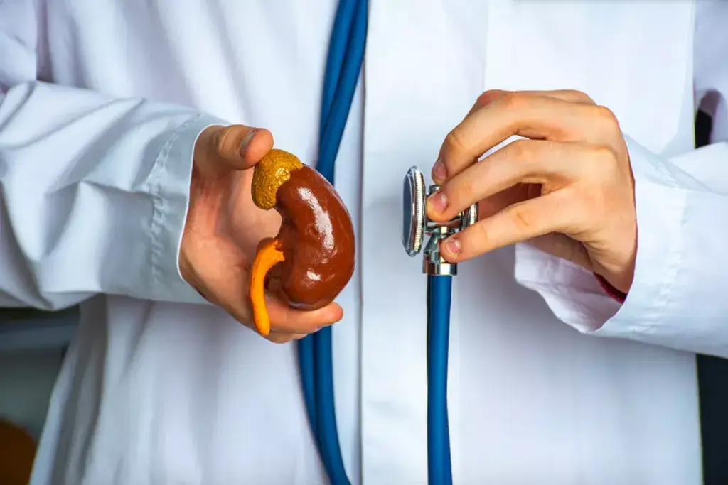 7 Herbs to Help Kidneys: Natural Support for Better Kidney Function 3 Powerful Herbs to Help Kidneys: Evidence-Based Options