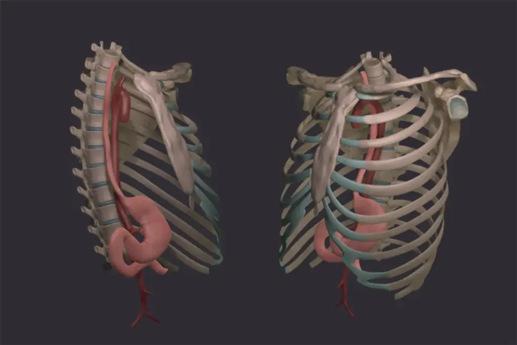 Why Do I Get Cramps in My Rib Cage? 1 Why Do I Get Cramps in My Rib Cage?