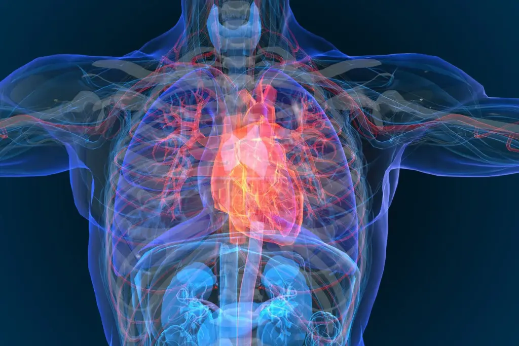 What Is TAVR and Why Is It Performed?