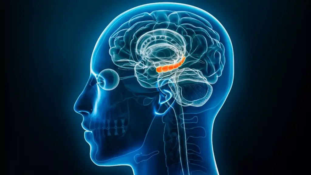 How to Improve Brain Function: 10 Proven Ways 2 Understanding Your Brain's Ability to Change