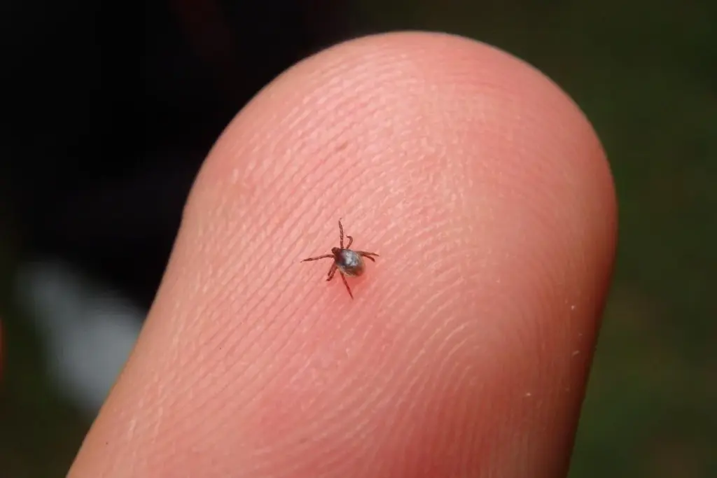 Understanding Furuncles and Carbuncles: Basic Definitions