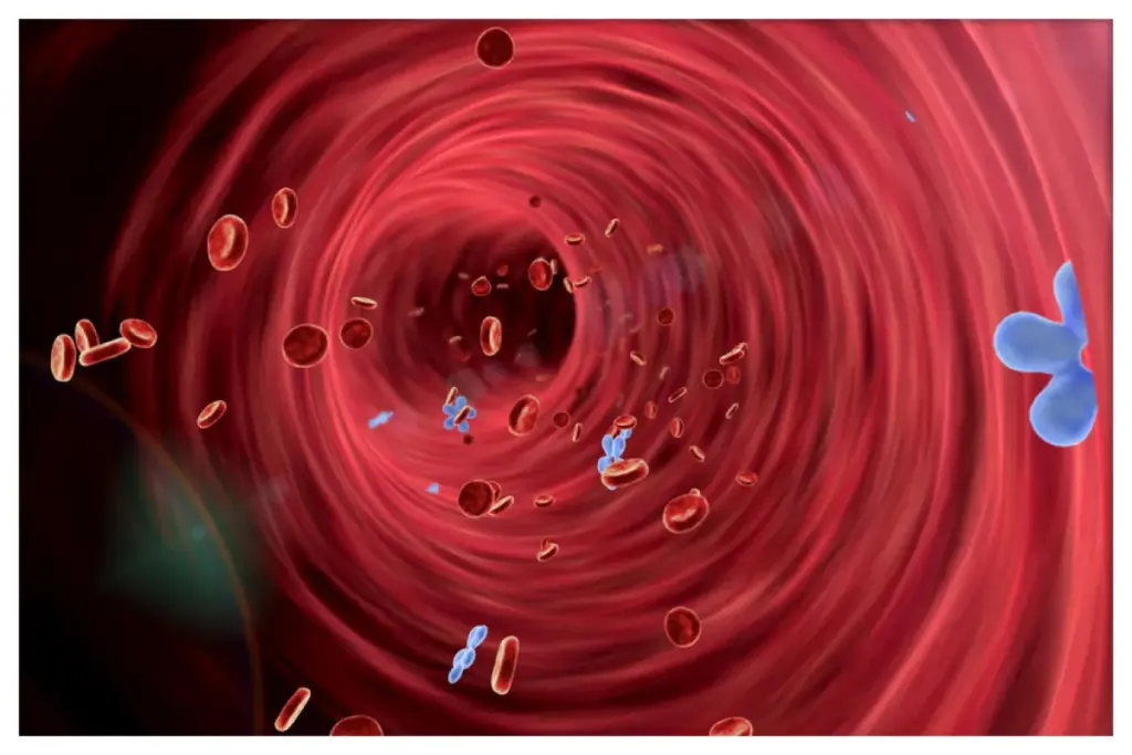5 Types of White Blood Cells: Leukocytes Classified & Explained 1 Feb 8040 image 1 LIV Hospital