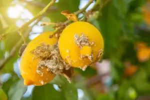 How to Treat and Control Citrus Scab on Orange Trees.