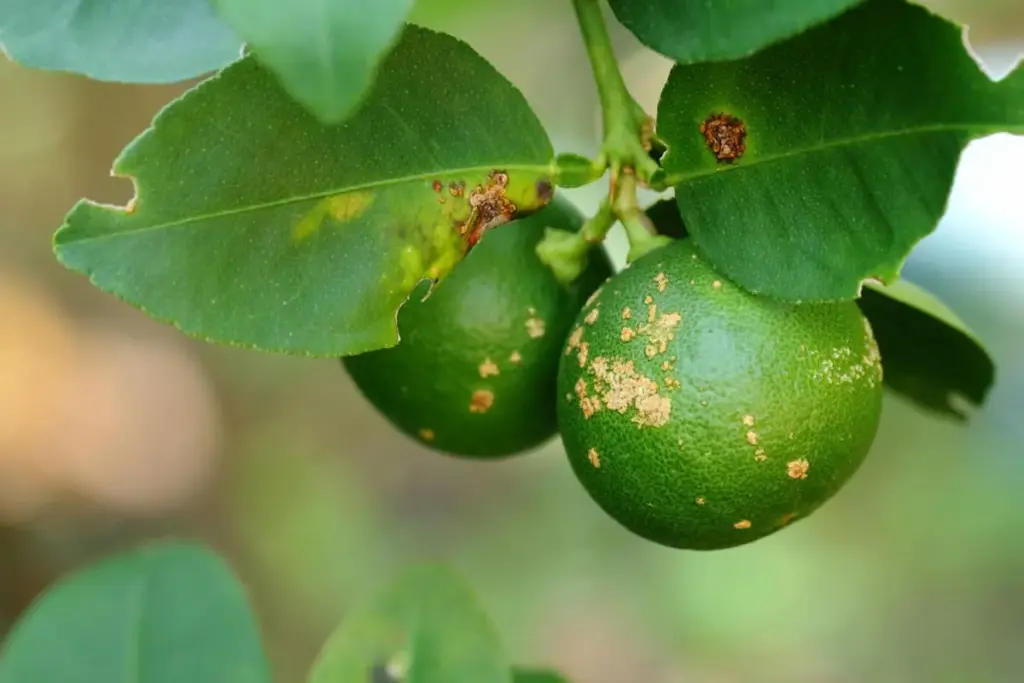 Identifying and Understanding Citrus Scab